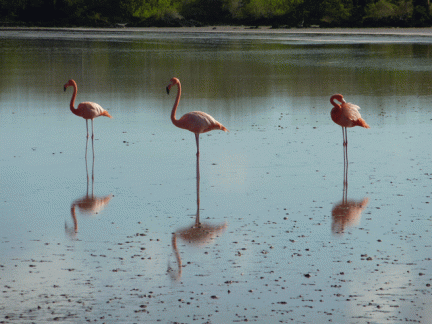 Flamingos